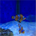 SUNSET COMMON CLOWNFISH PAIR